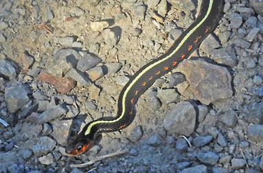 common garter snake graphic